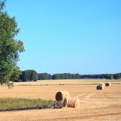 Мышиная угроза: калужским фермерам предрекают рост популяции грызунов